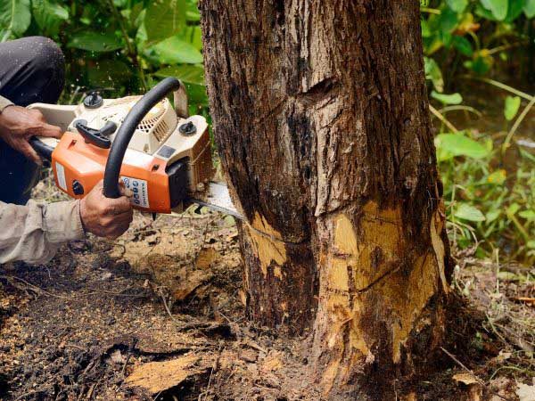 chainsaw-with-trunk